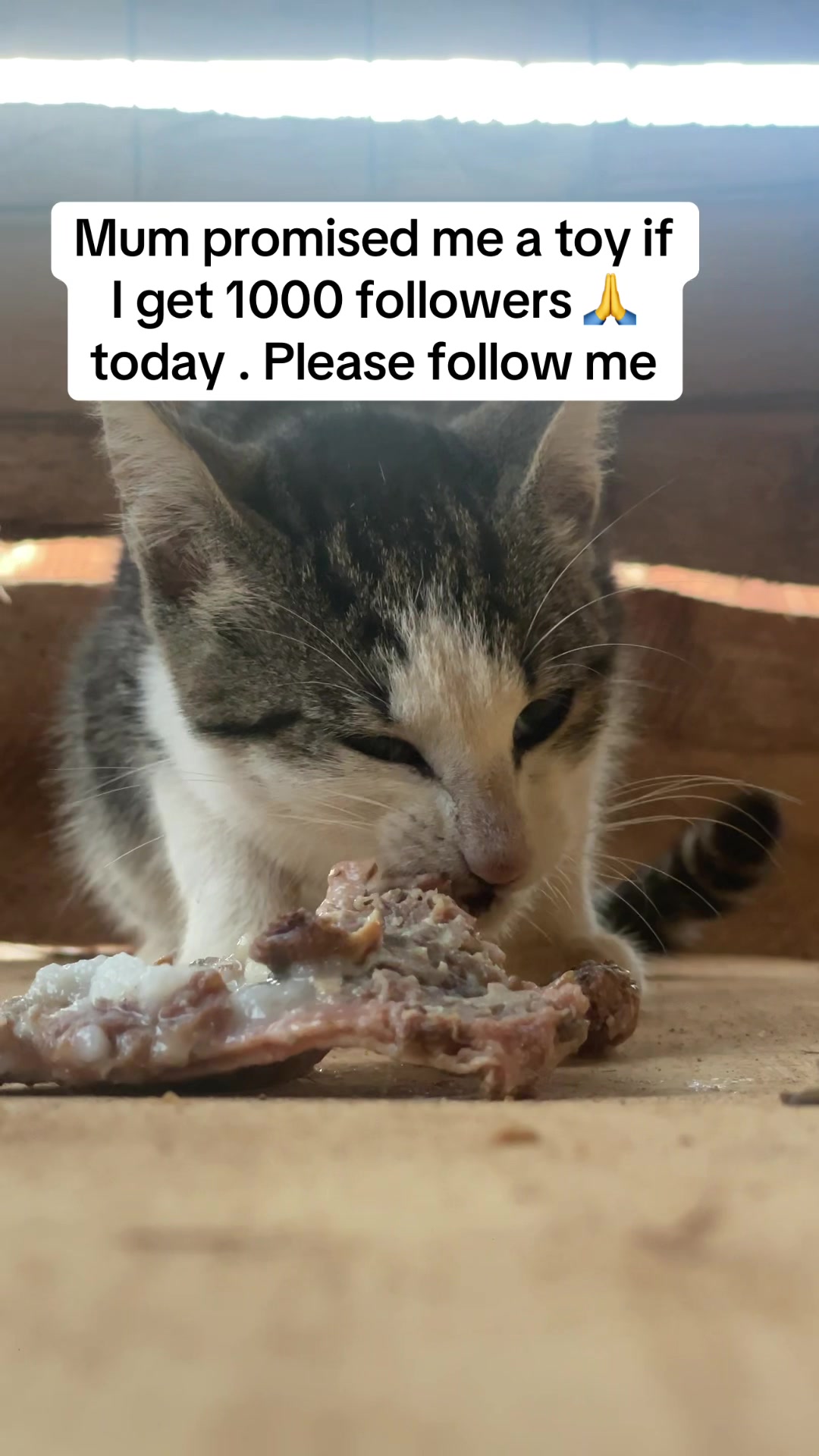 @tailspinrescue