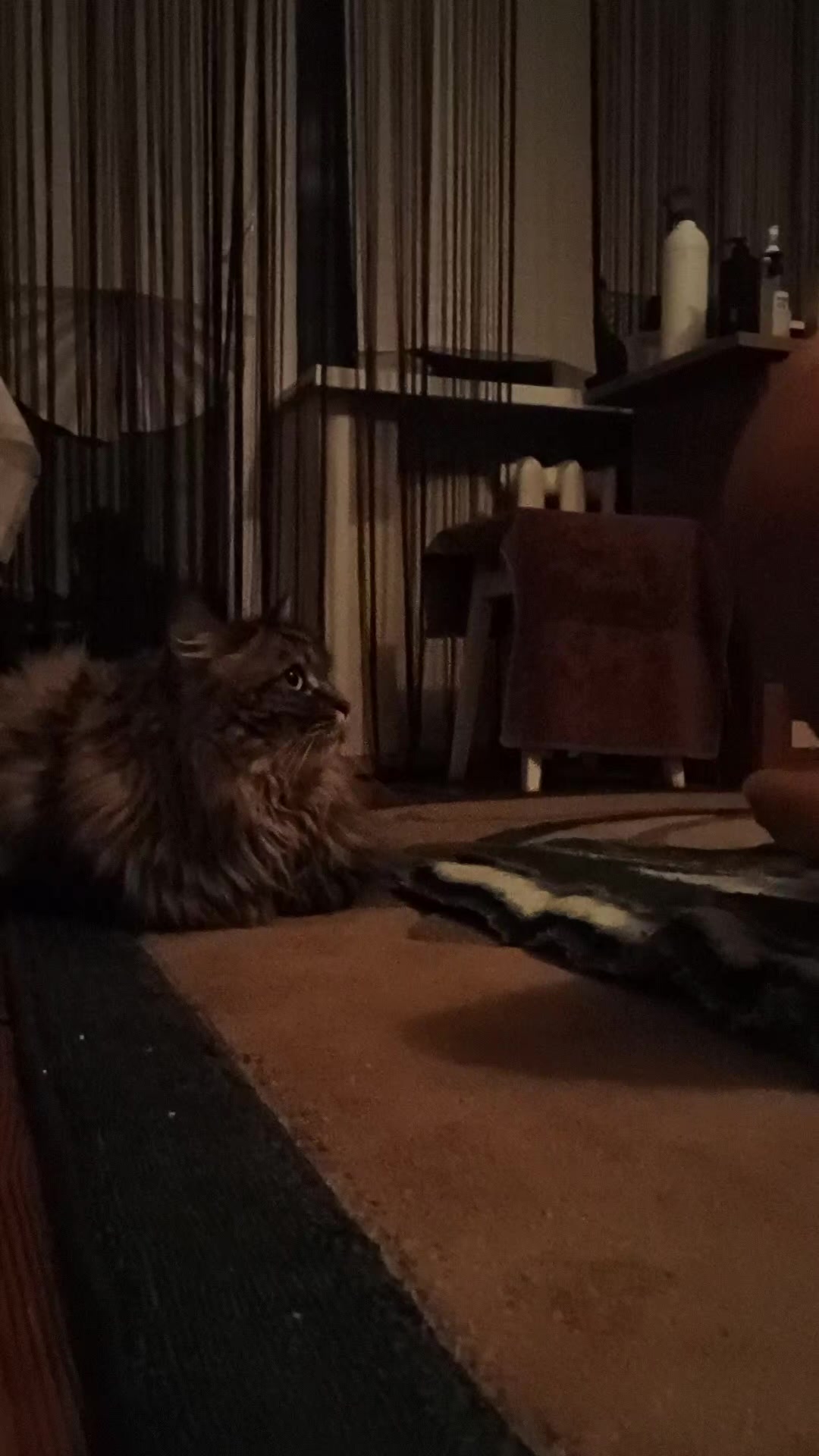 @cat_bayun_