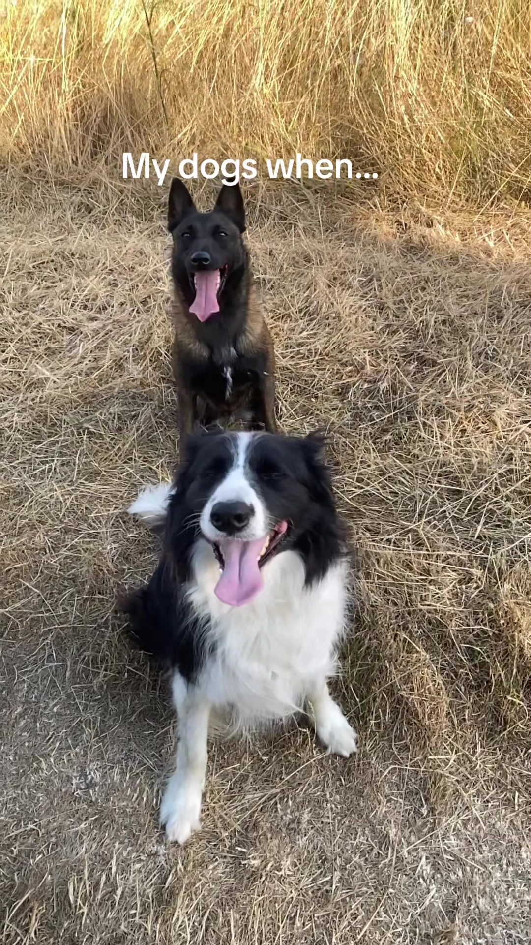 @PacoPacoPaco_le_chien