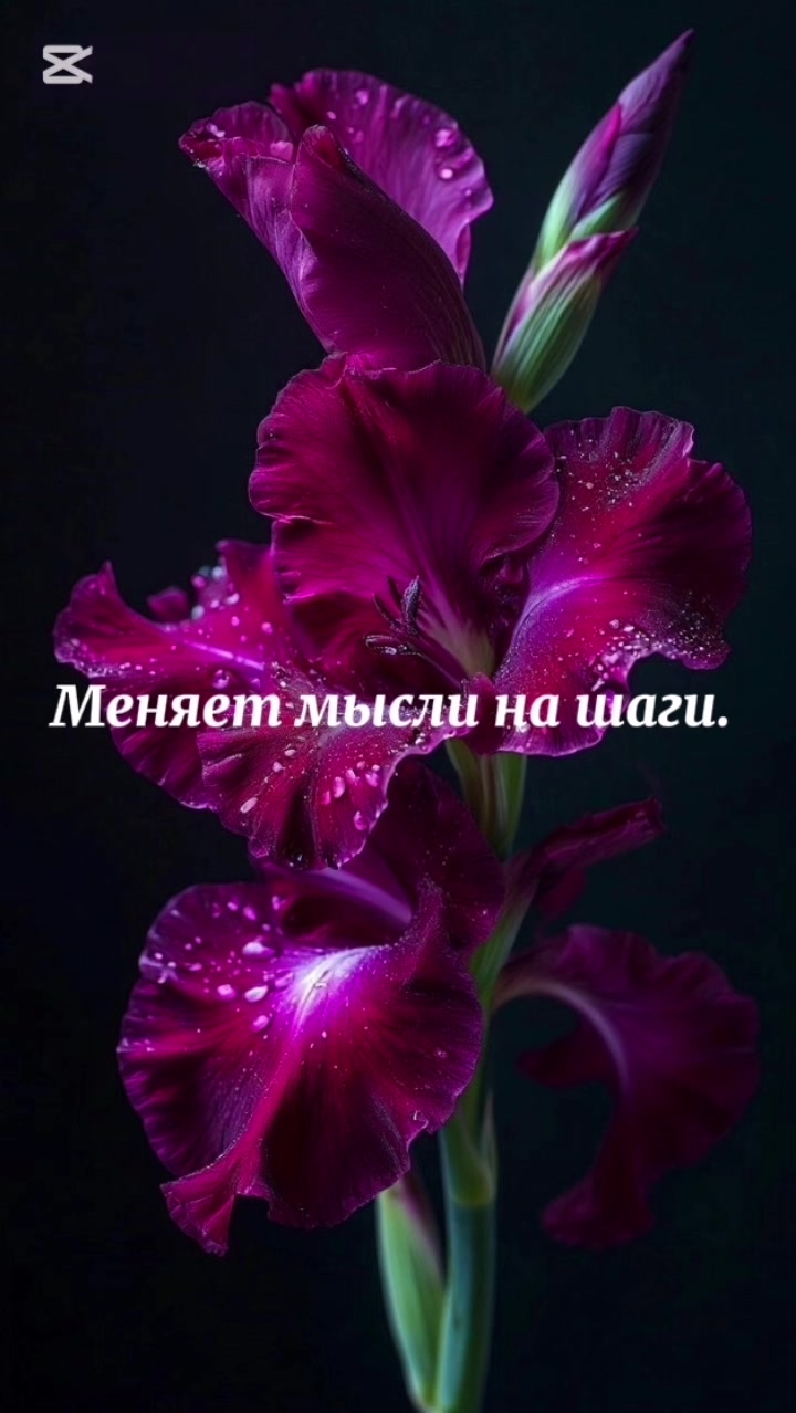 @Polli