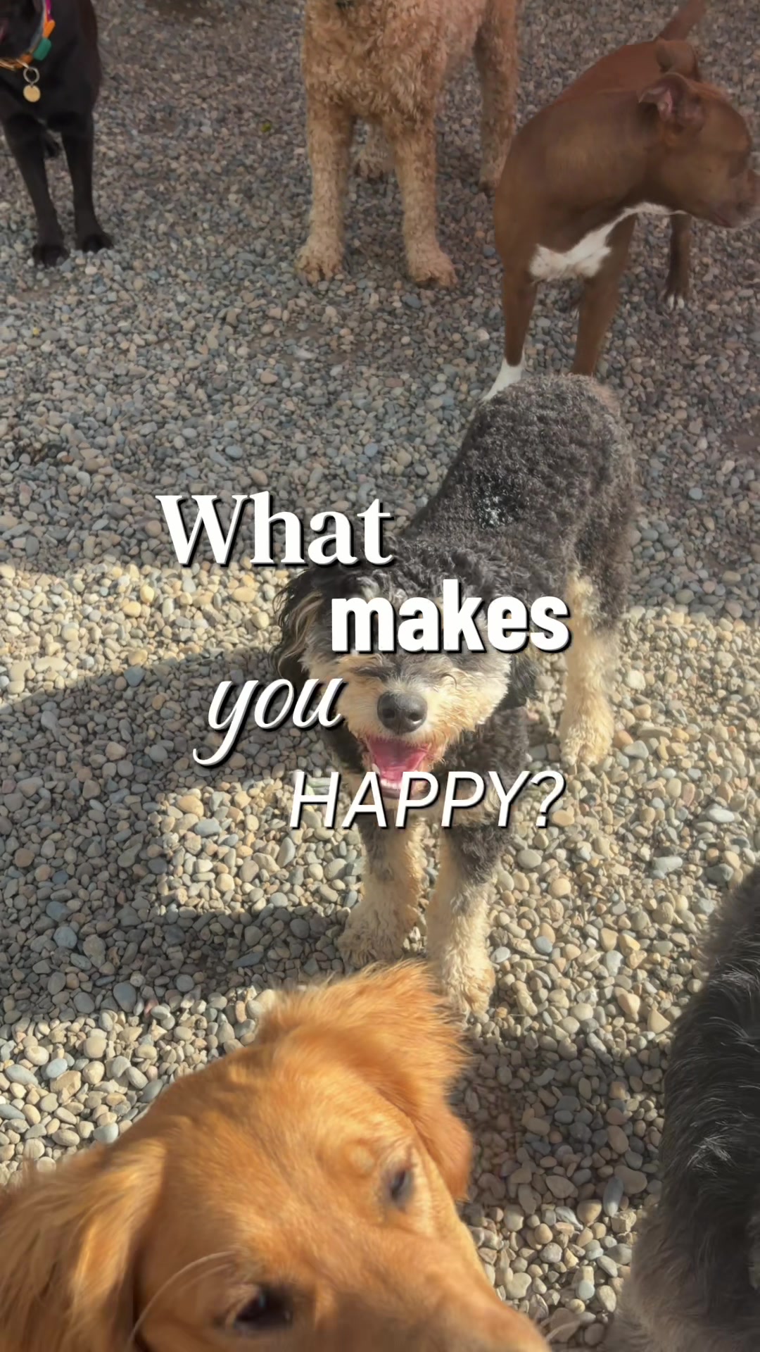 @Squish & Charlie's Dog Daycare