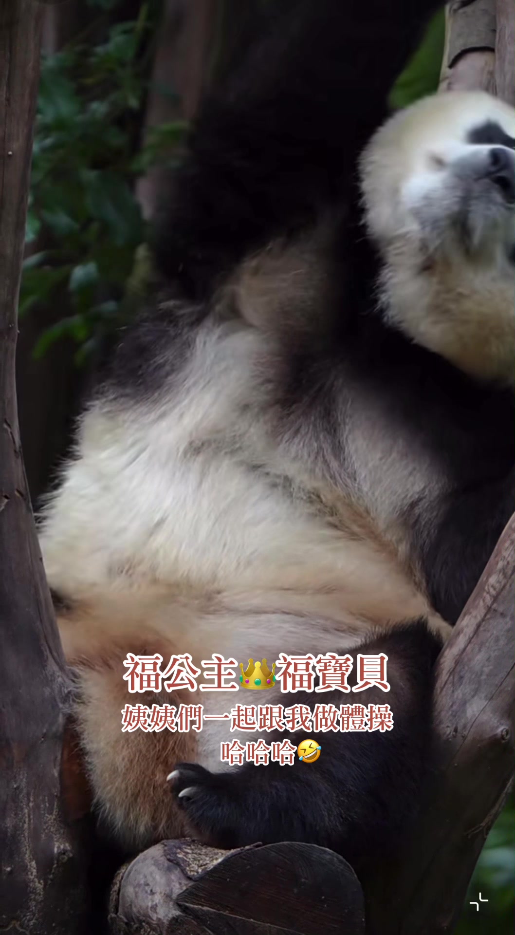 @福公主💕福豬豬💕 🍎 🥕 🐼 🎋🍀