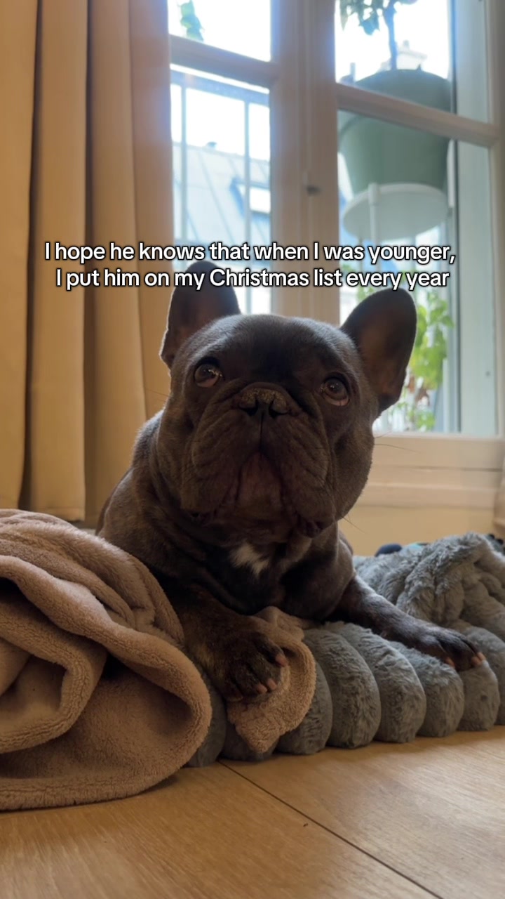 @Bose the frenchie