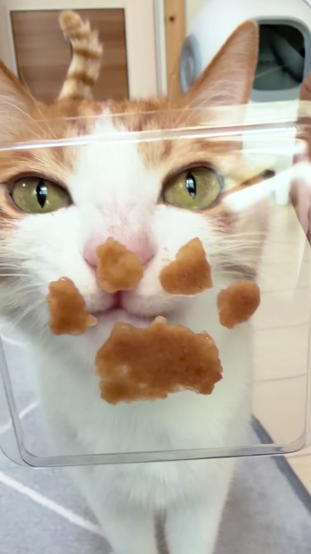 @猫のはっさく