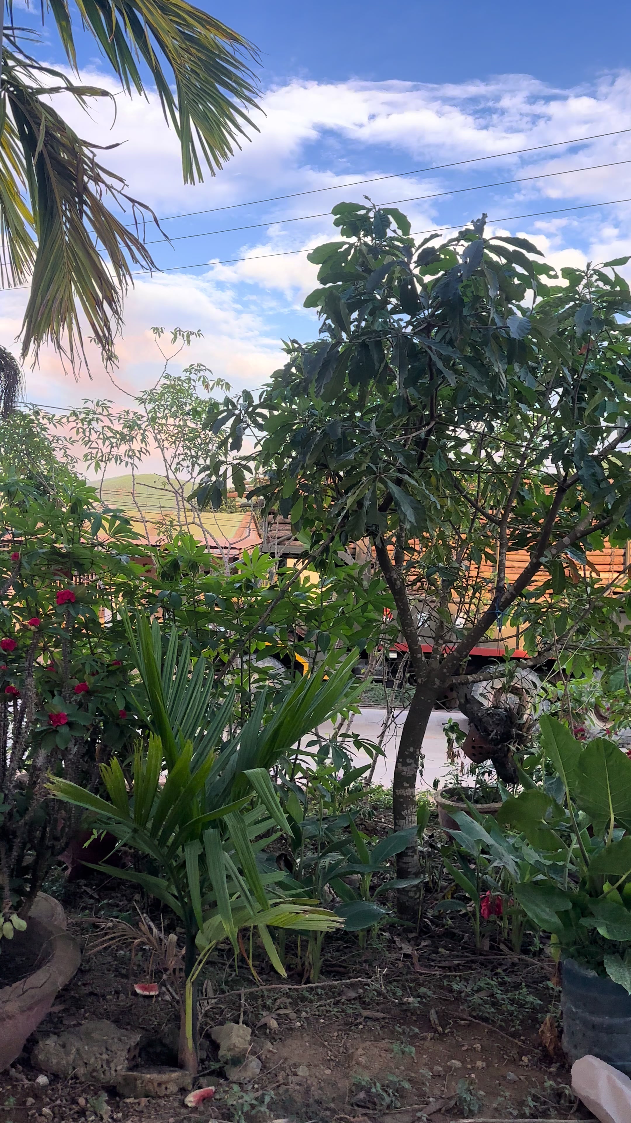 @N&egrave; _Vơ _Said