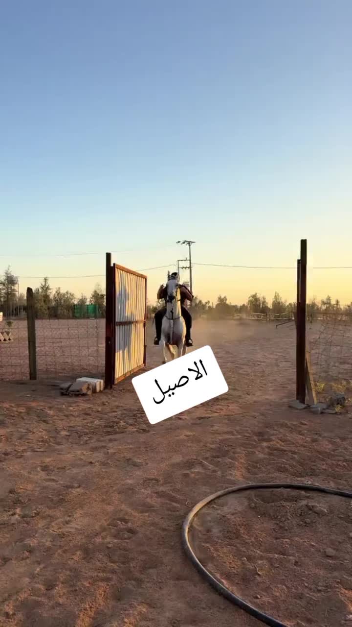 @🐦&zwj;🔥🇩🇿𝕞𝕒𝕪𝕤𝕥𝕣𝕠31🐦&zwj;🔥
