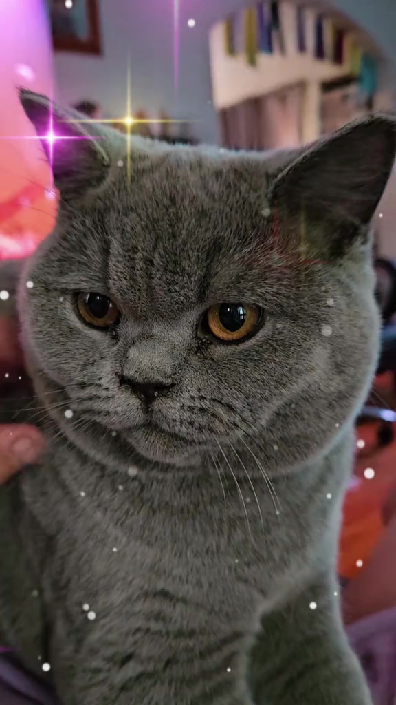 @🐈Barb🐈 Ausbrit Cattery  🇦🇺