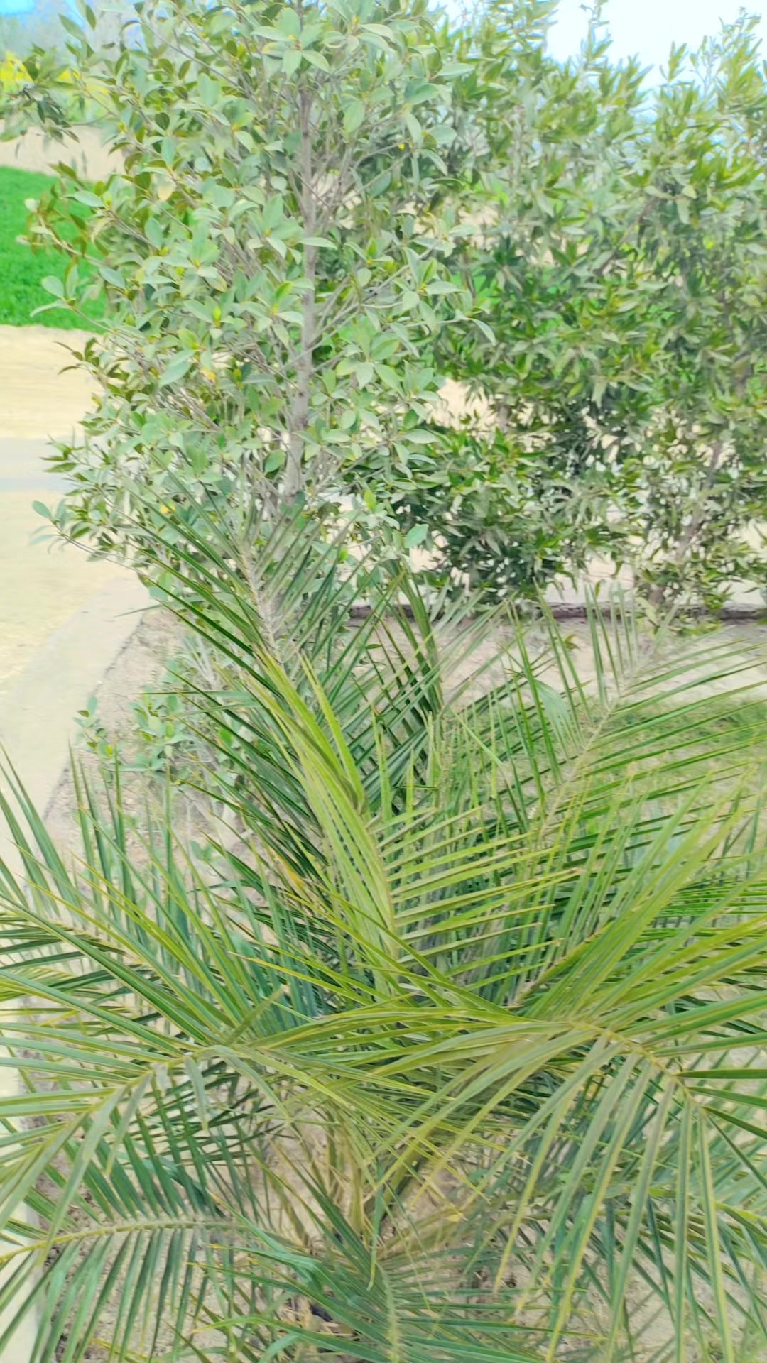@🇸🇦مدثد جوئیہ چنوں آ لہ 🇵🇰