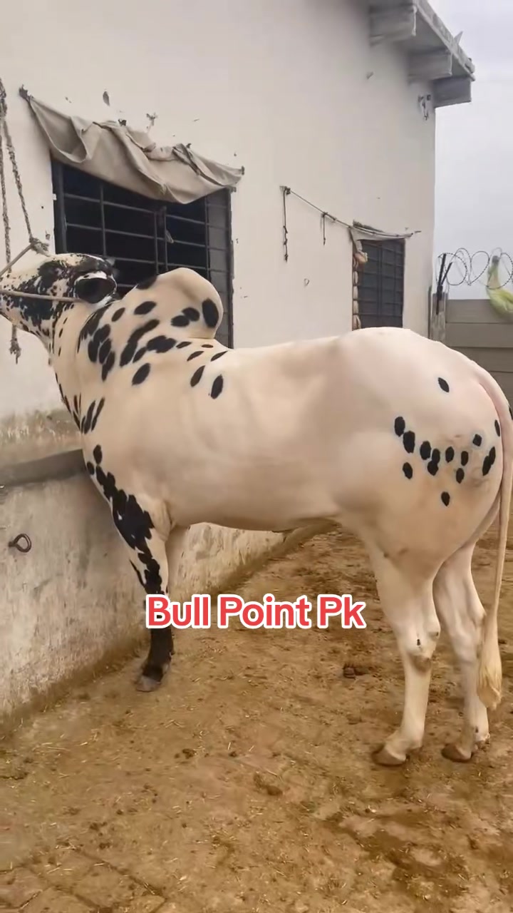 @Bullpointpk_official