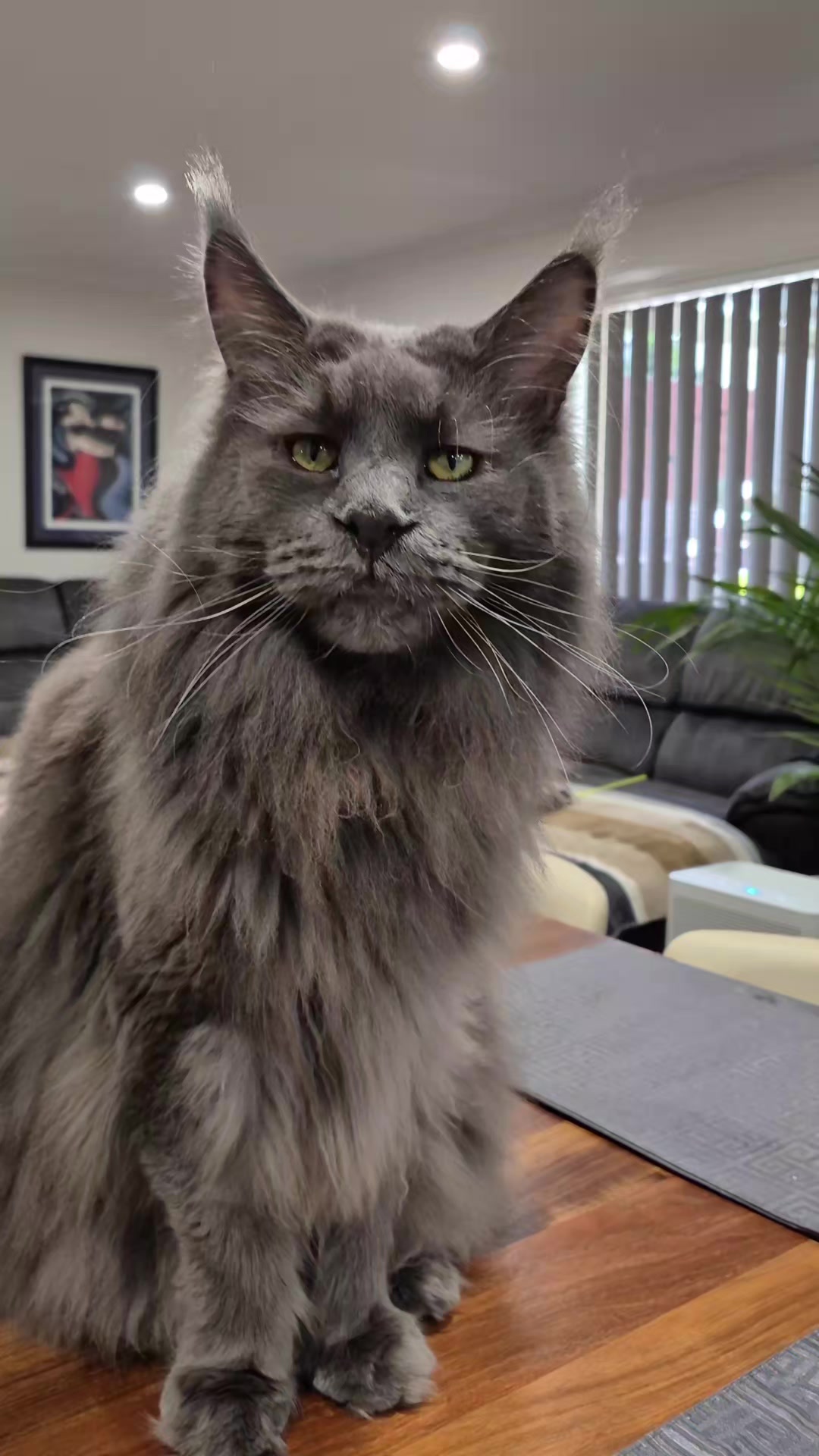 @Ragnar the Maine Coon 🐈