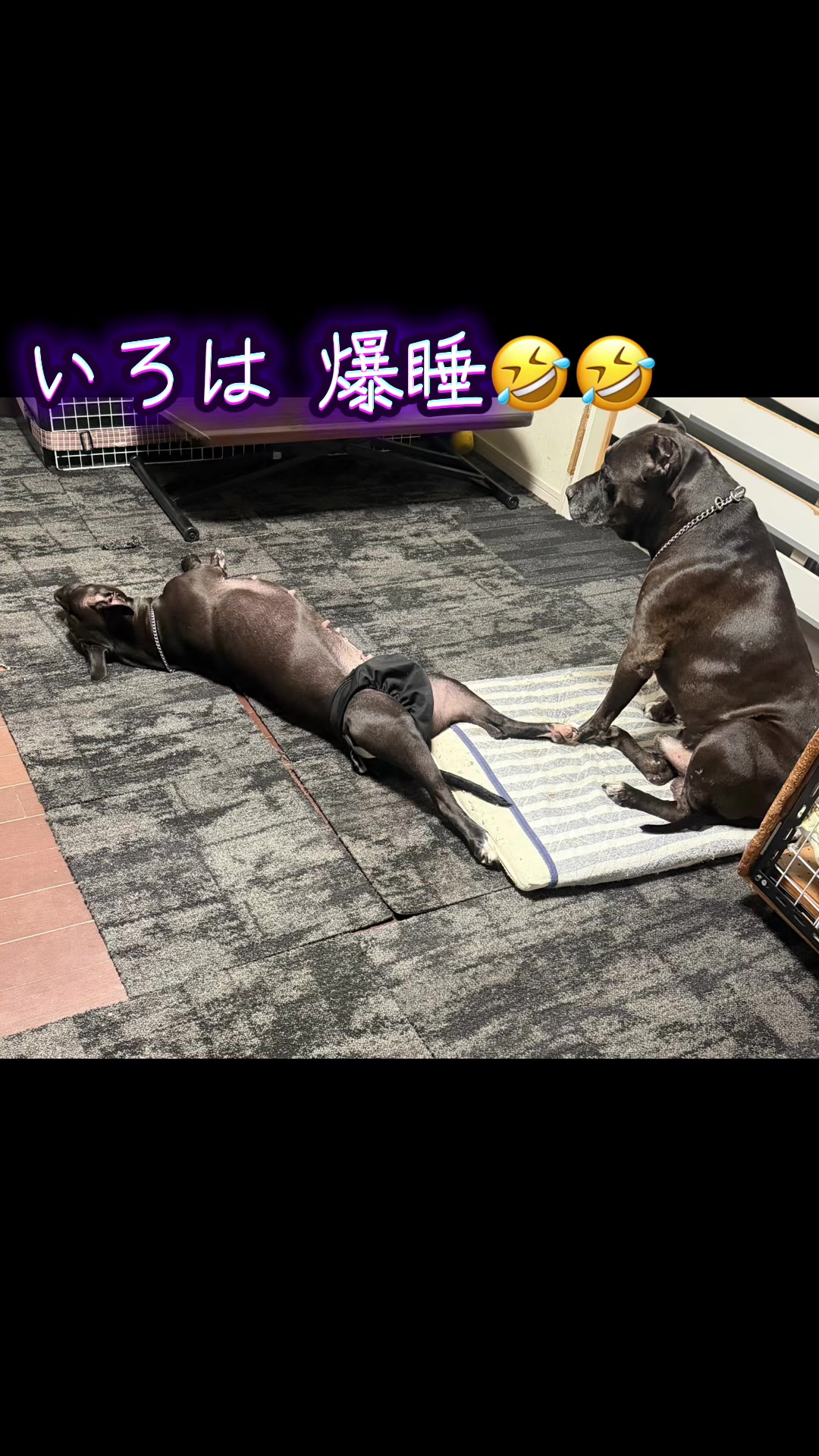 @✌︎·͜·(PᗜN)·͜· ︎︎ᰔᩚ