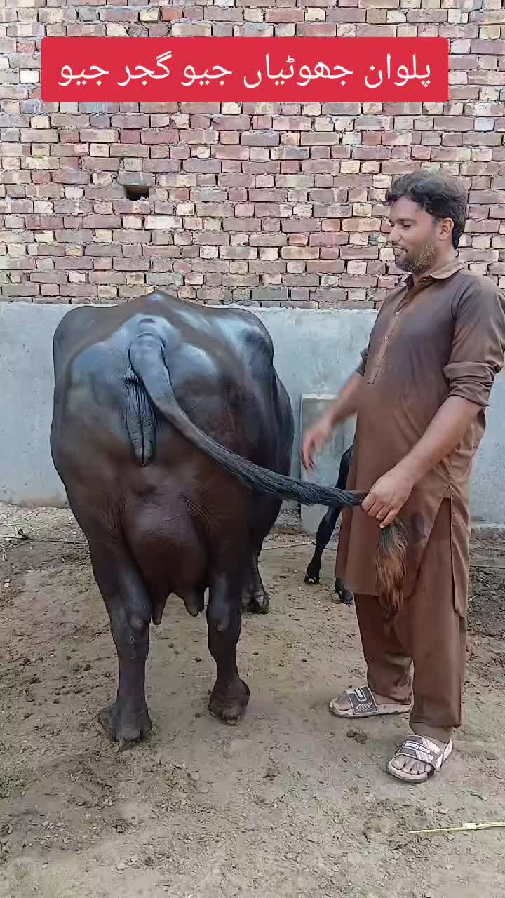 @Farming and Business Ideas