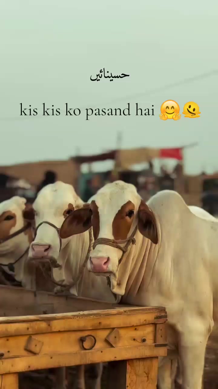 @Malik🔱
