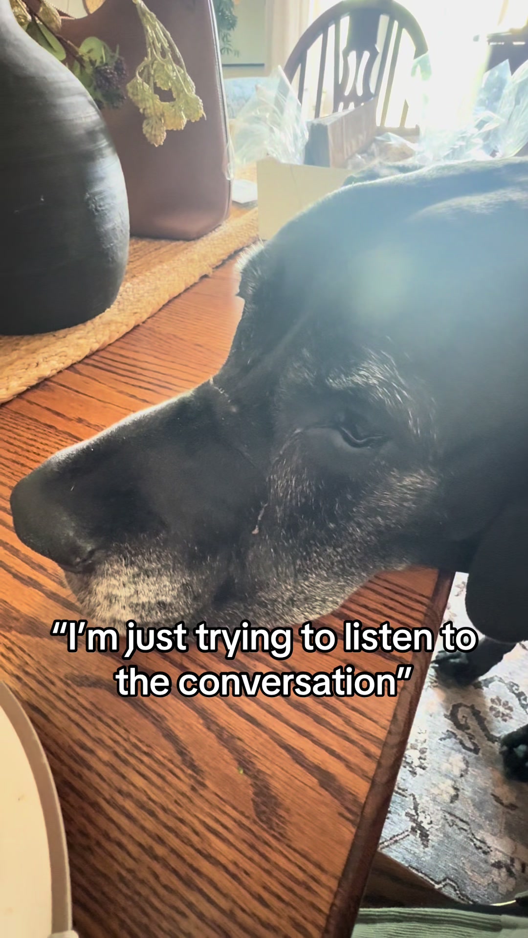 @jewelsthegreatdane