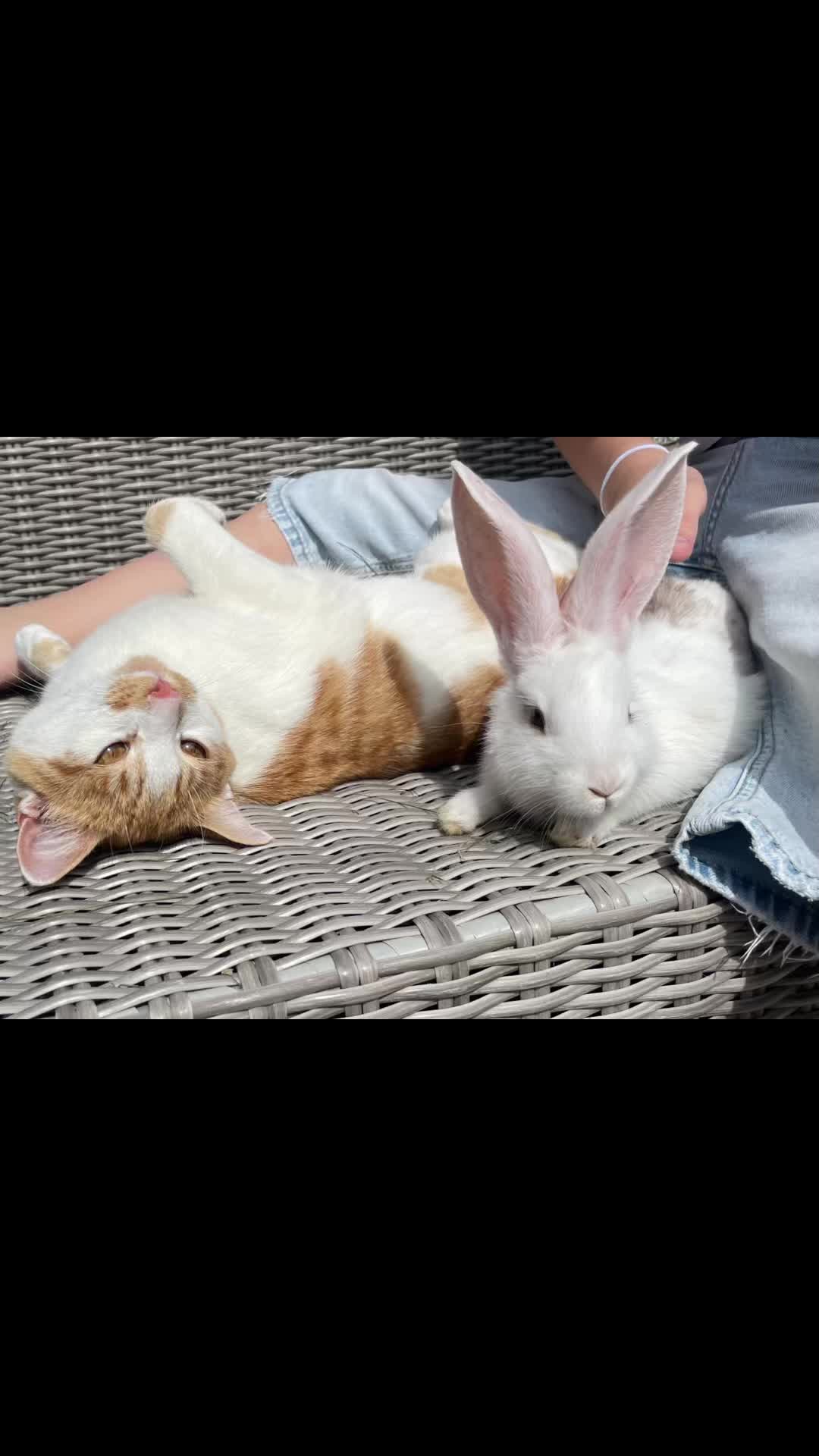@Bunny5