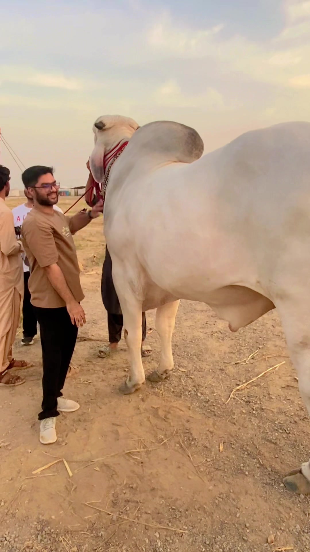 @Karachi Bull lovers
