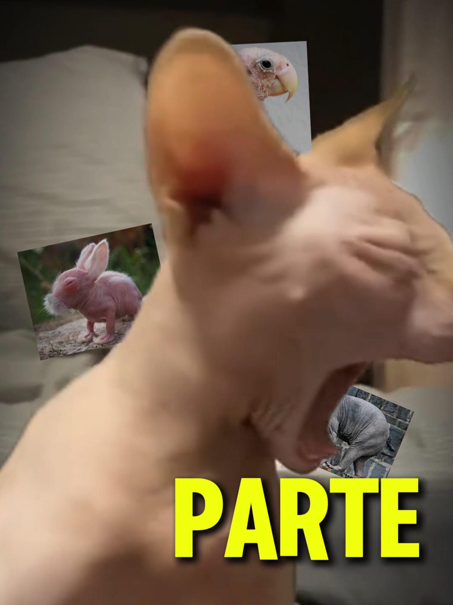 @LM