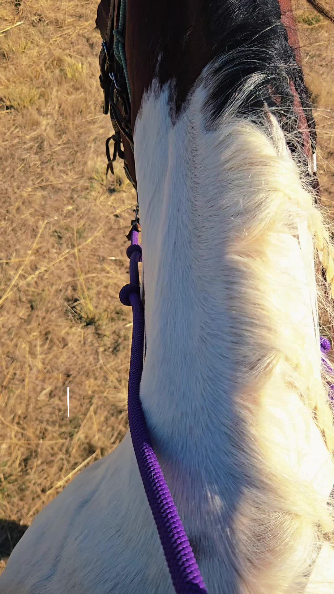 @Cowgirl Tuff Colt Training ❤️