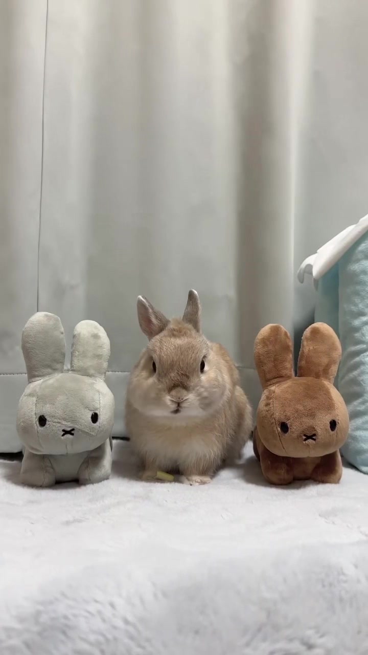 @うさぎのぷっしゅ