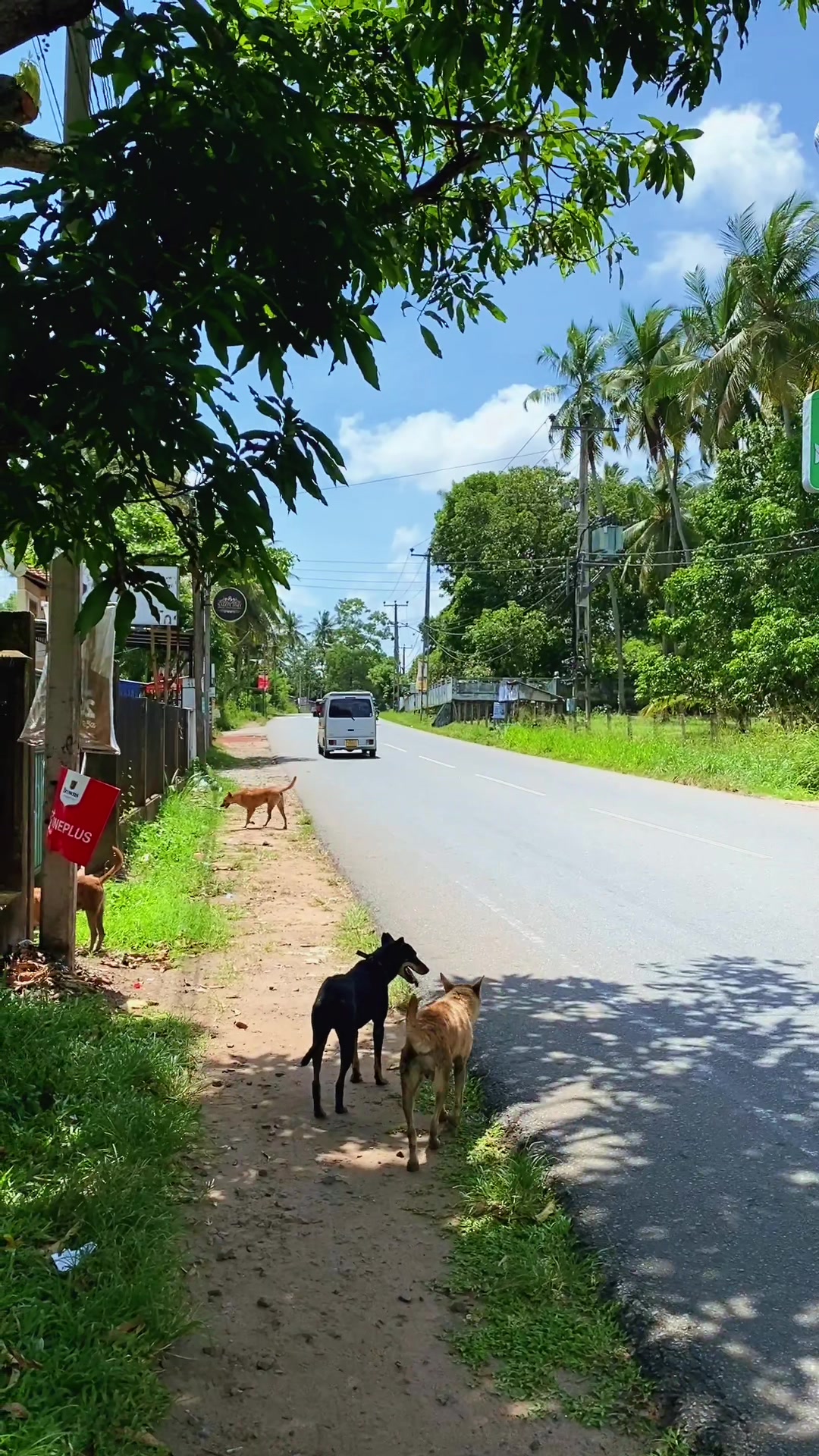 @කඩියා Bus video 🐜