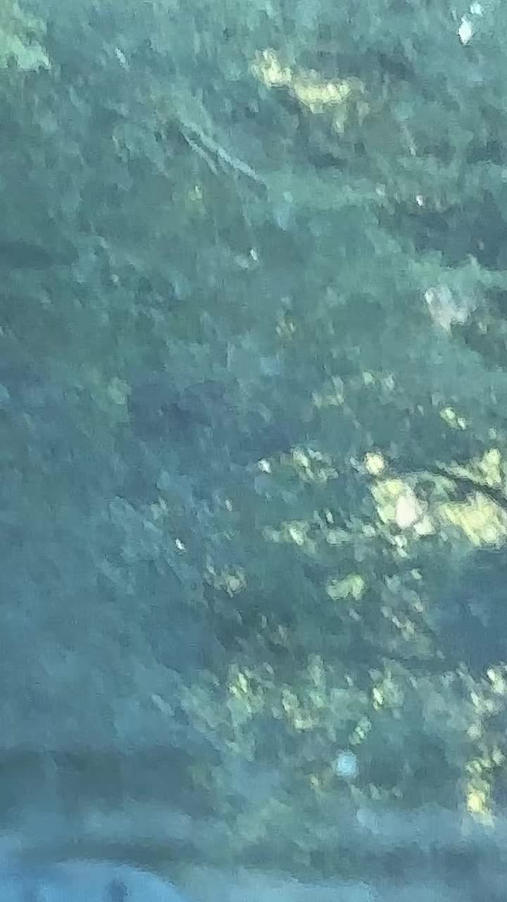 @color..canelo