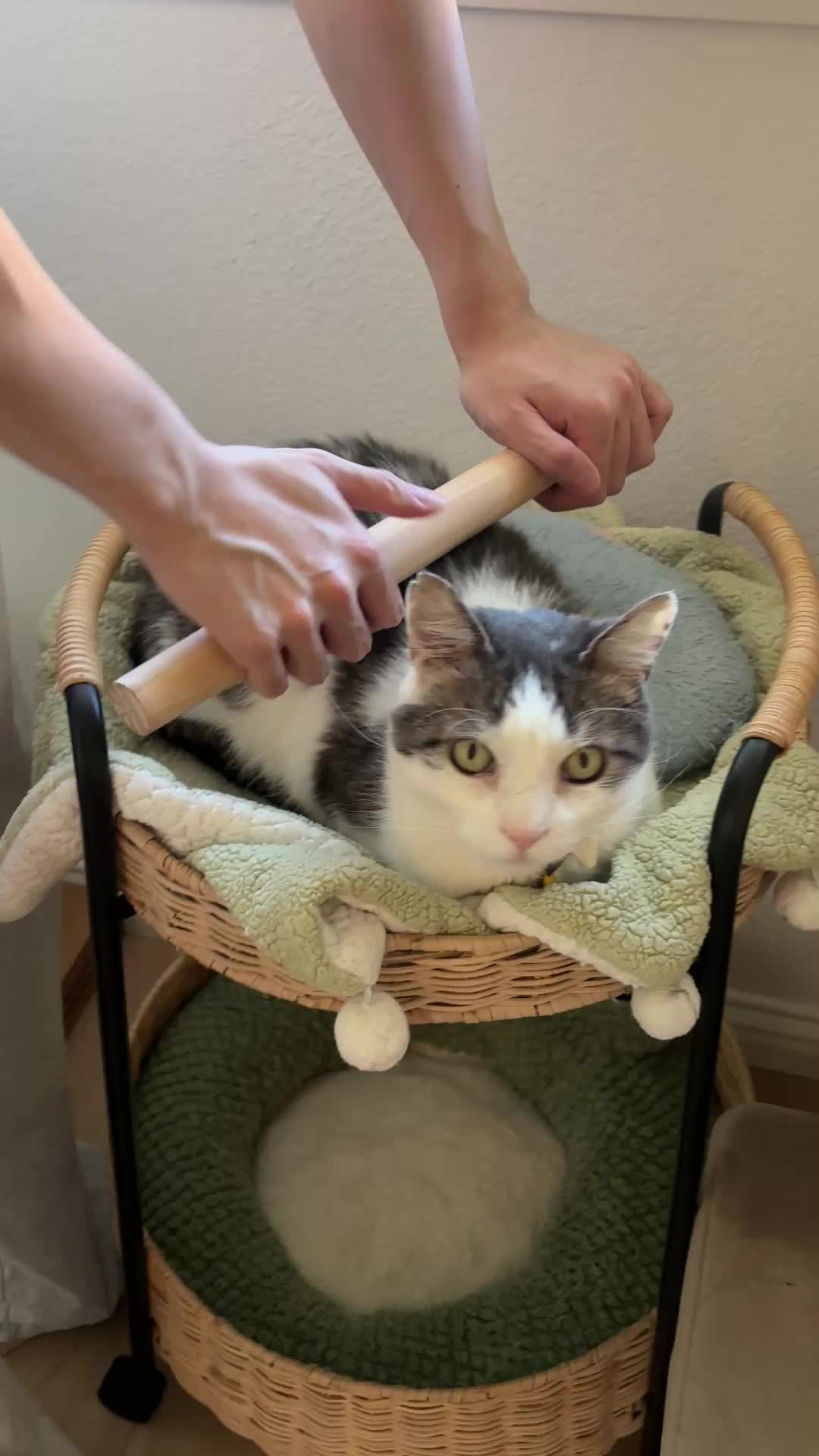 @Mimi Wawa Meow