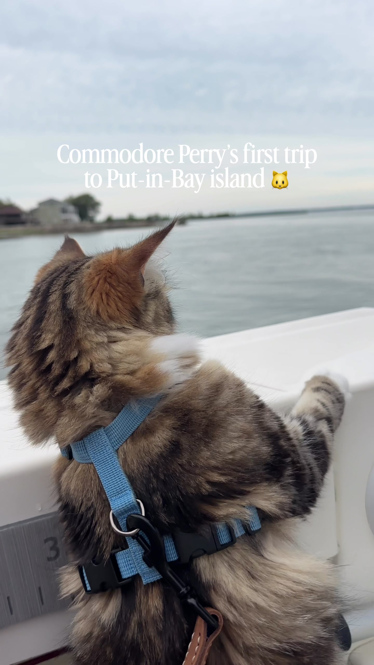 @Lake Erie Locals