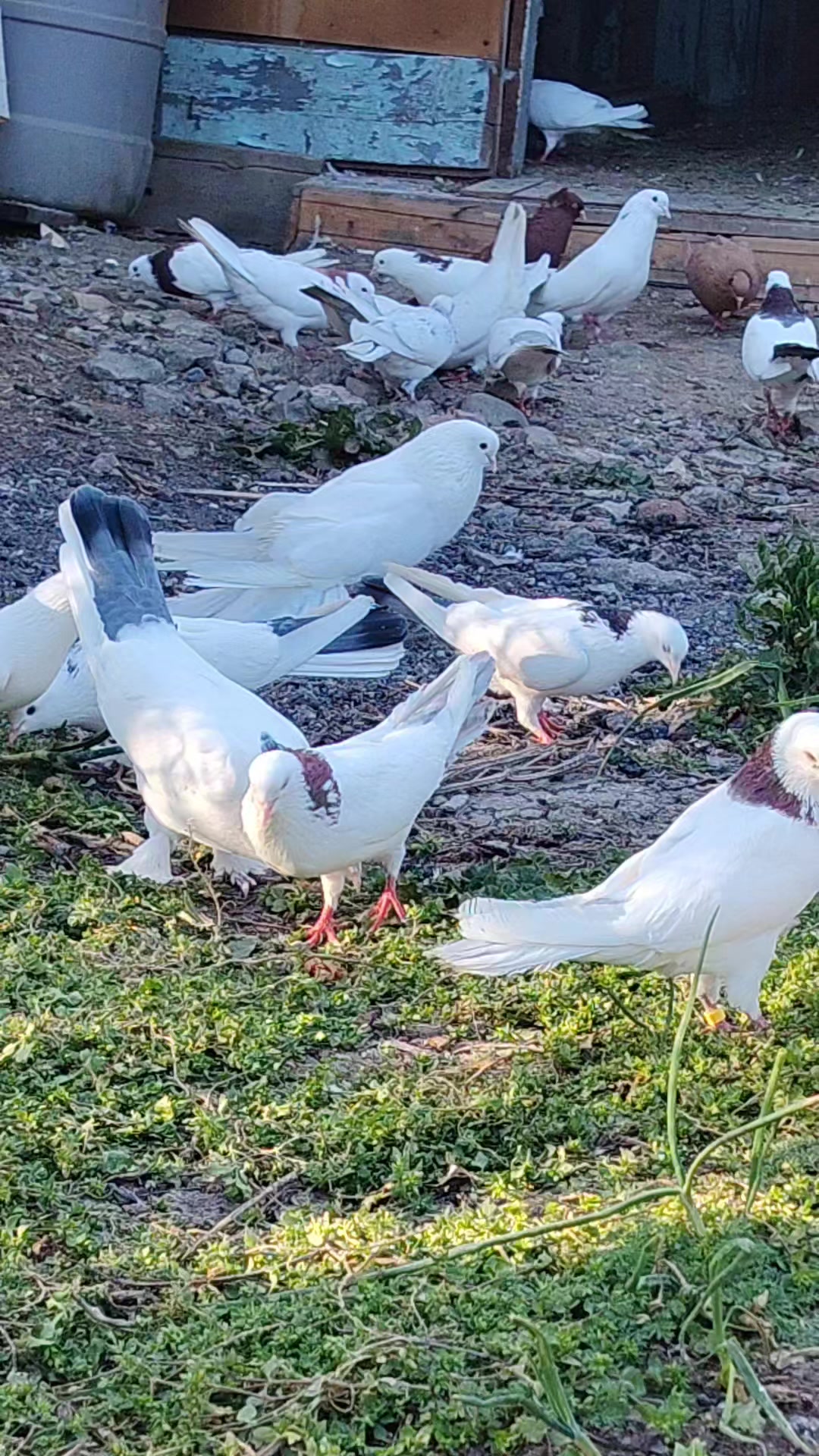 @Göyərçin51