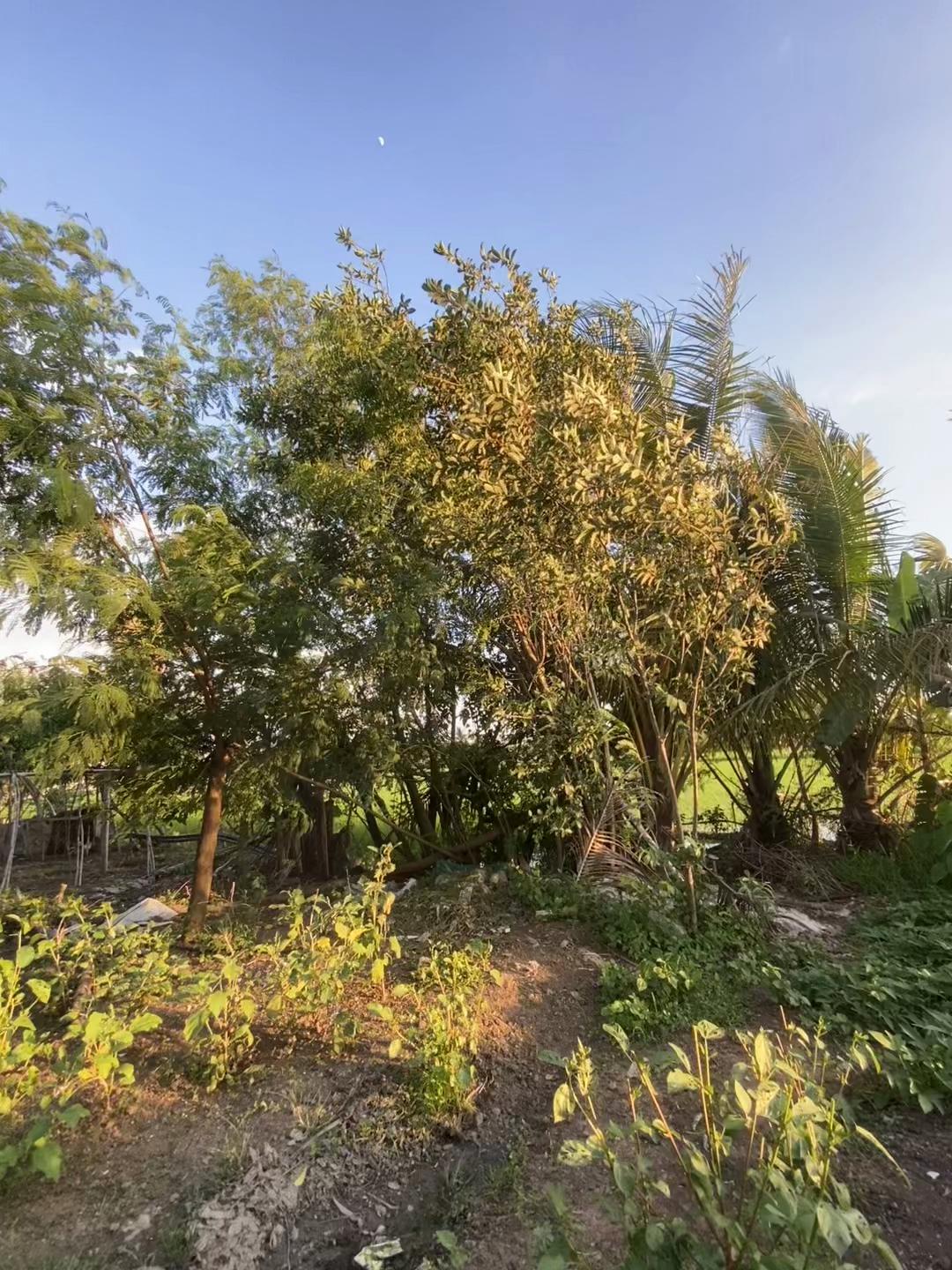 @sunlitsanctuary