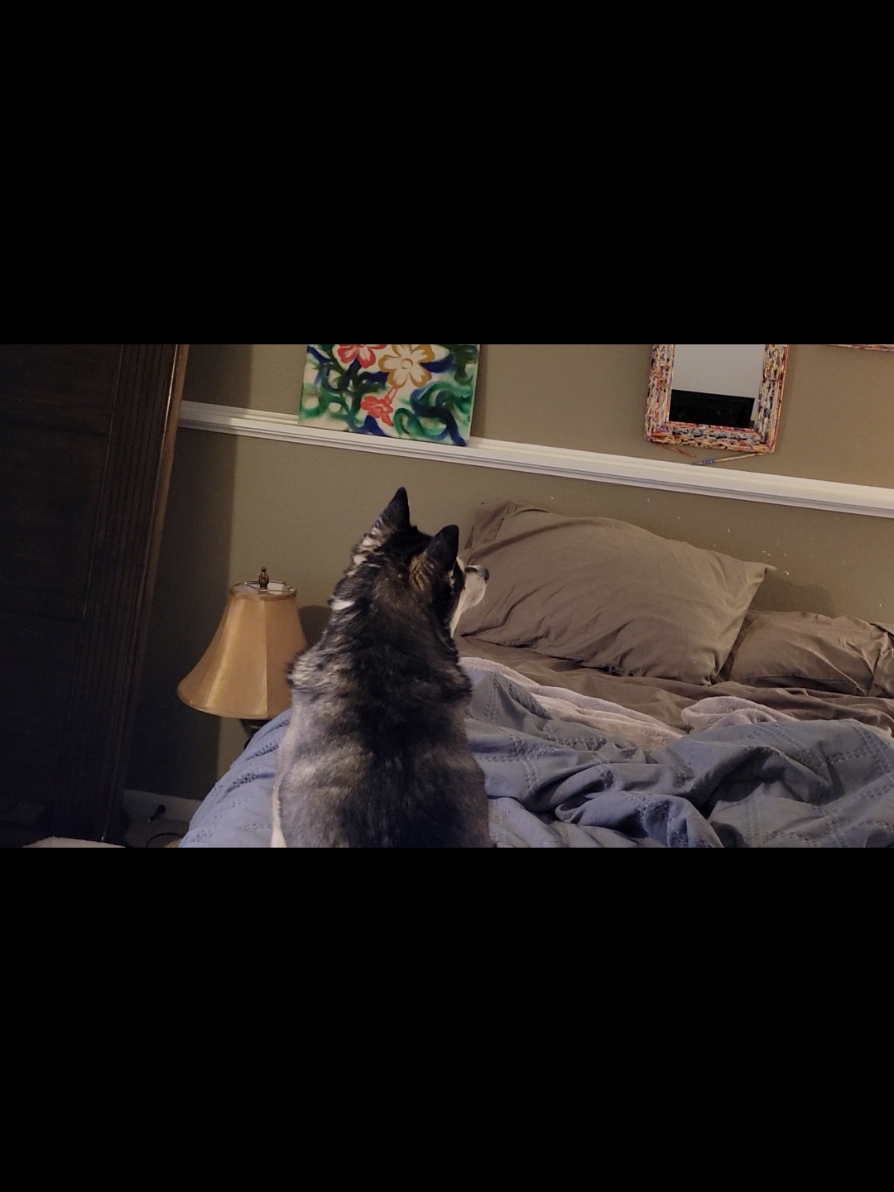 @Hersheytheminihusky
