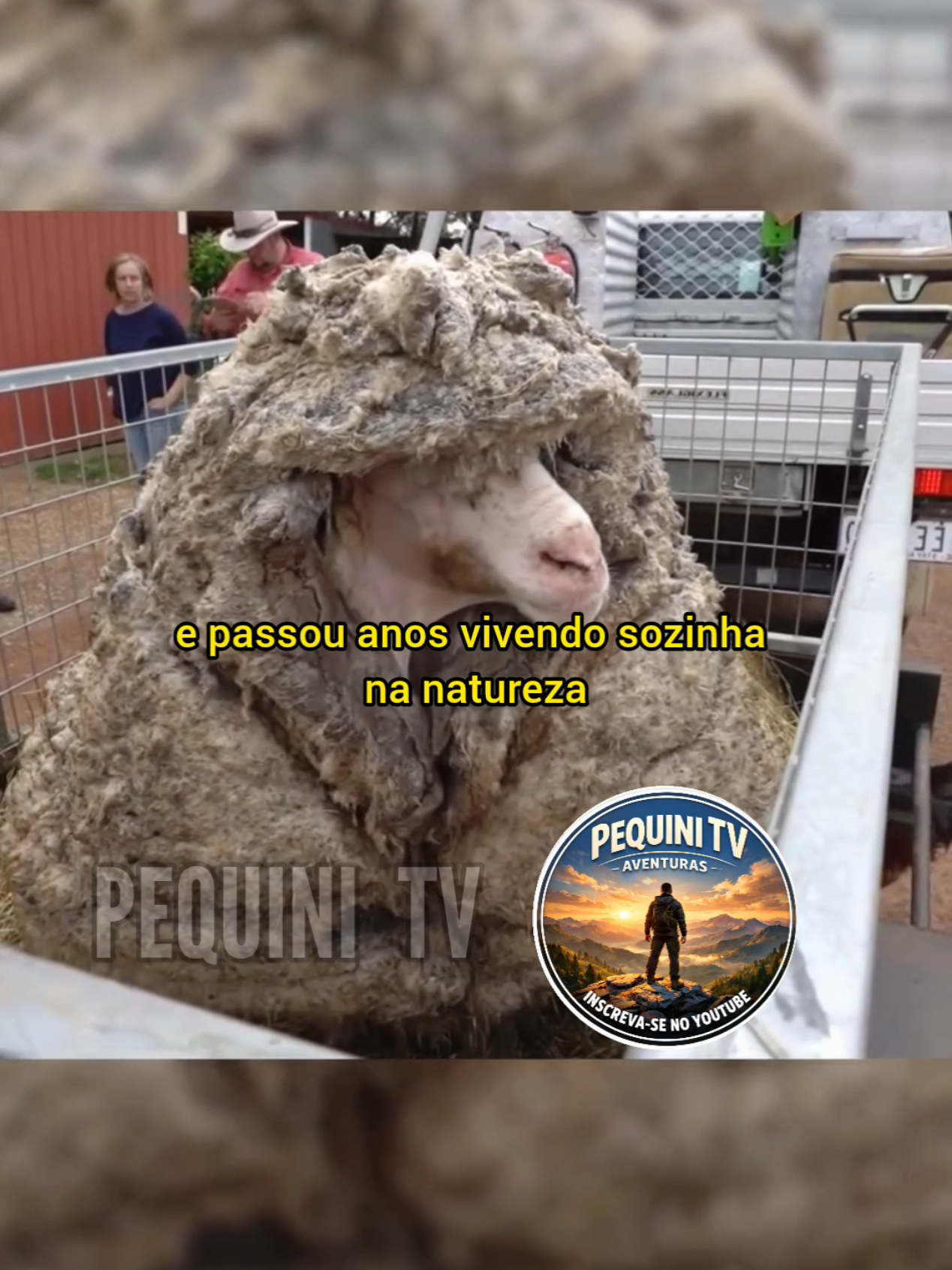 @PEQUINI TV