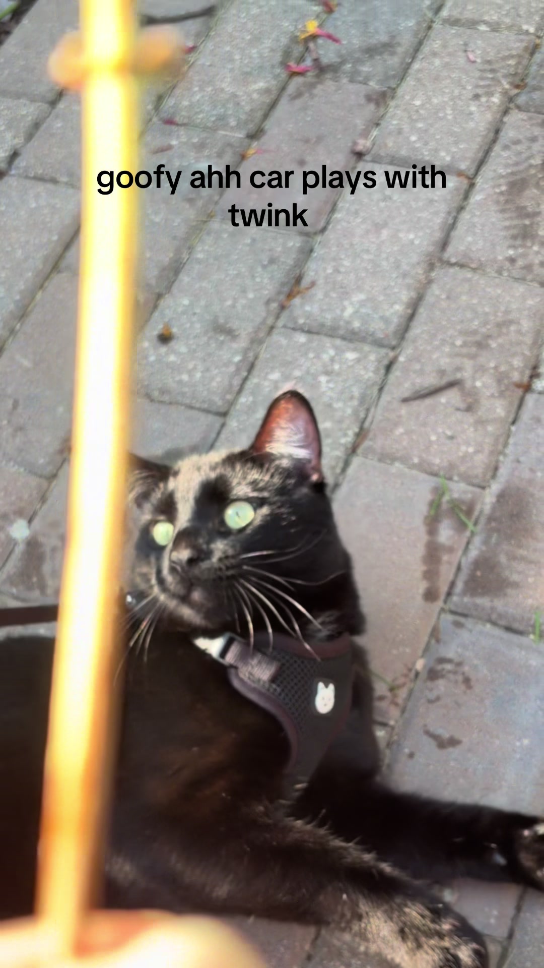 @Pickle 🐈⬛ & Izzy 🐅