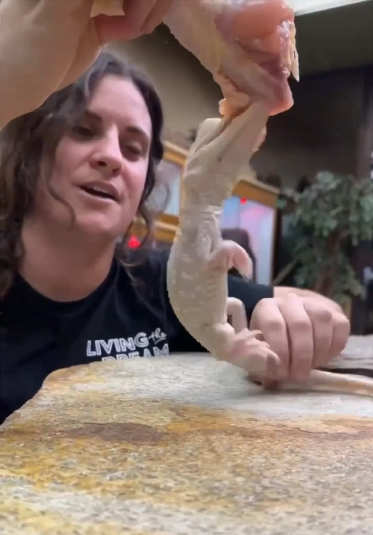@The Reptile Zoo