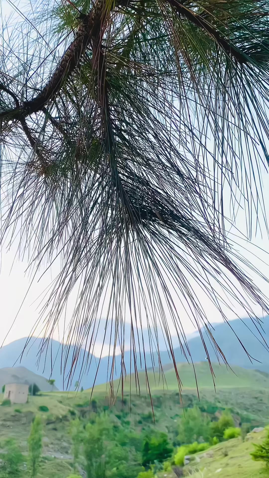 @𓆩𝐘 ᴛᴜʀɪ𓆪✪