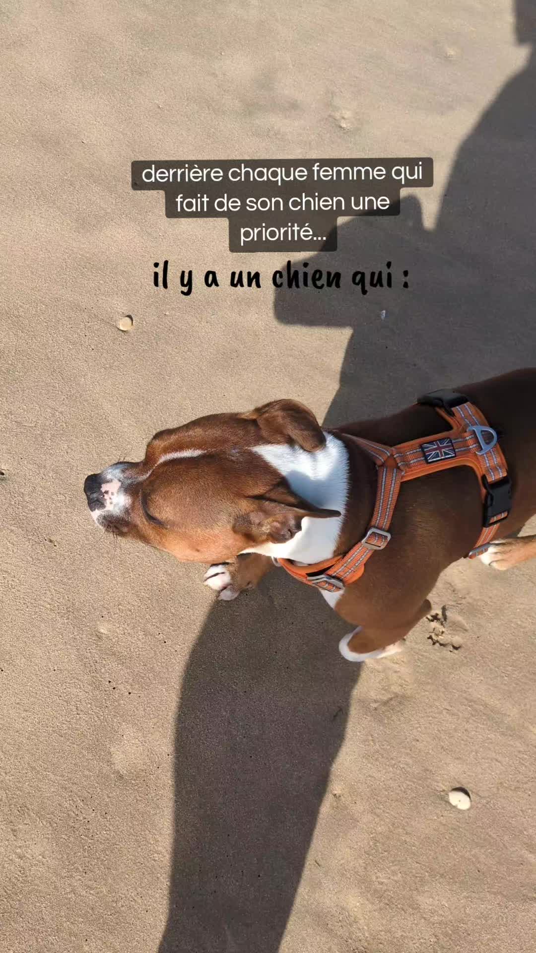 @morty le staffie