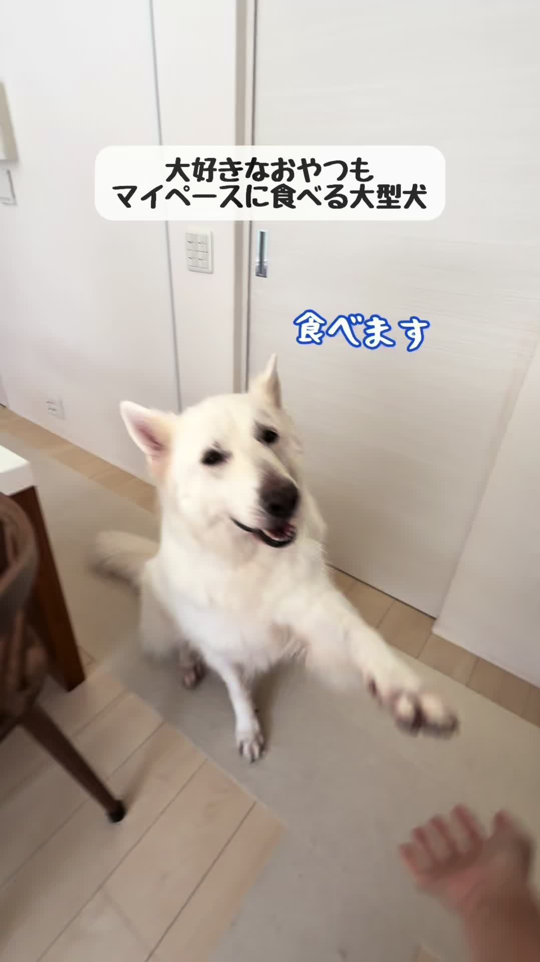 @leo