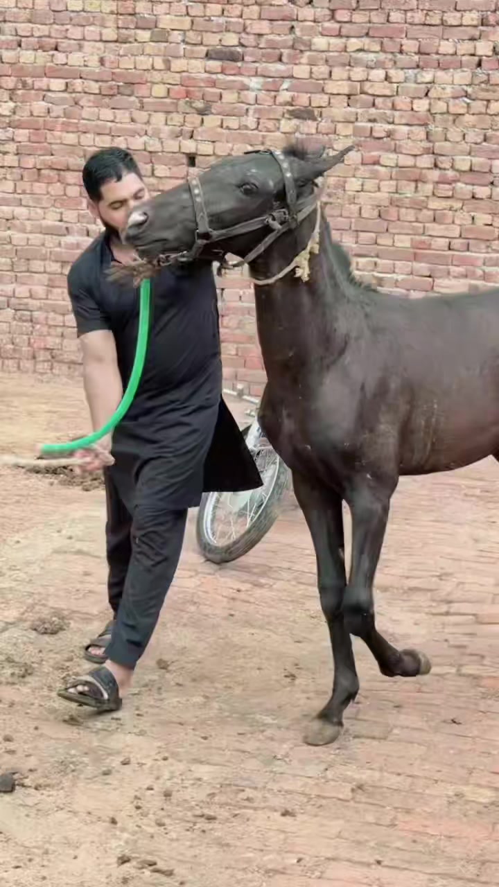 @kashi dogar