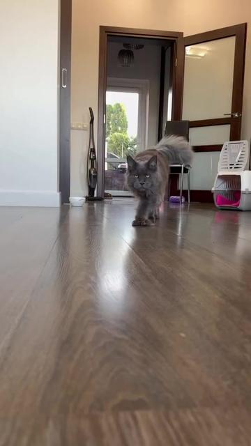 @columbus_mainecoon