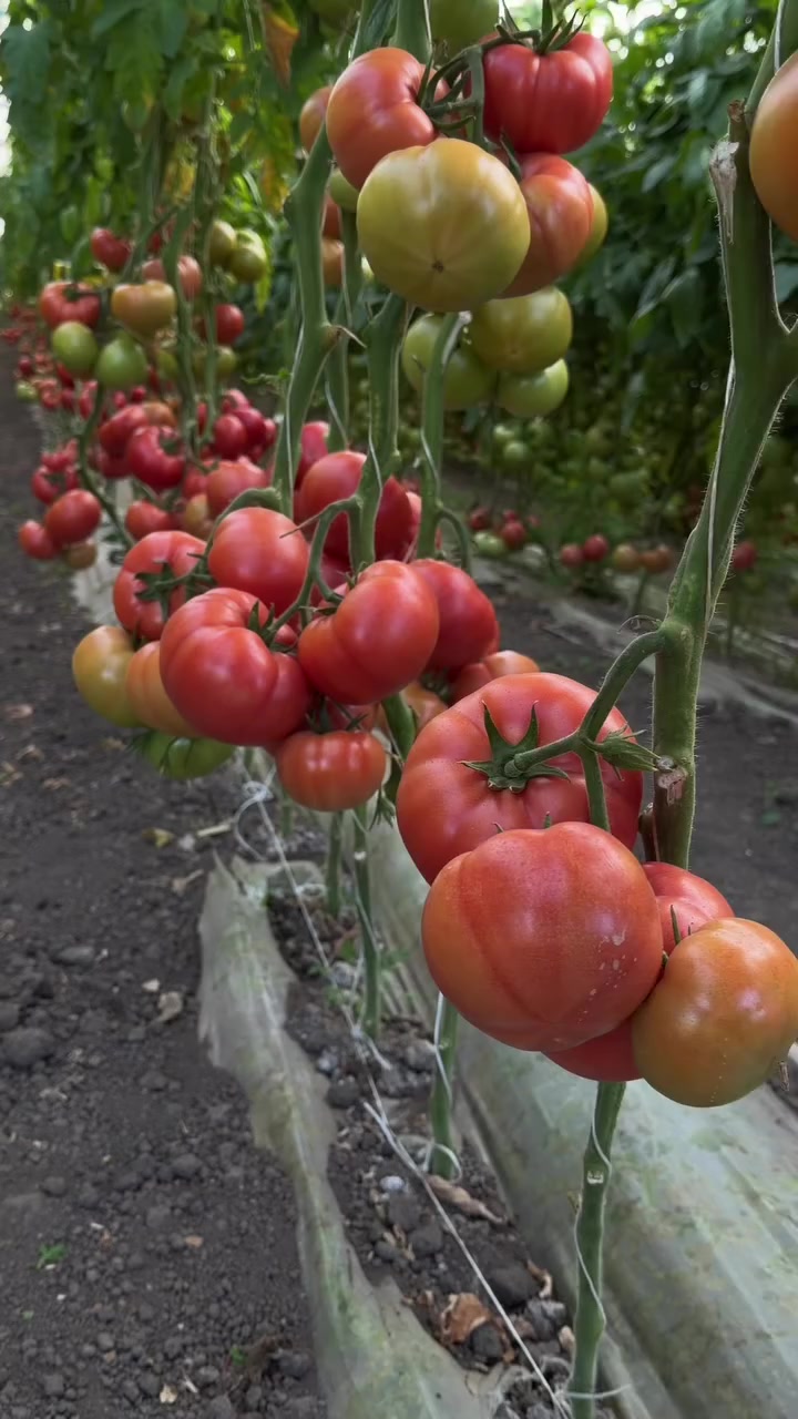 @Zortrax Agriculture Inc