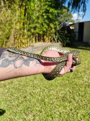 @NarellanSnakeCatcher