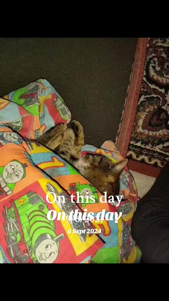 @shellyteddybear1