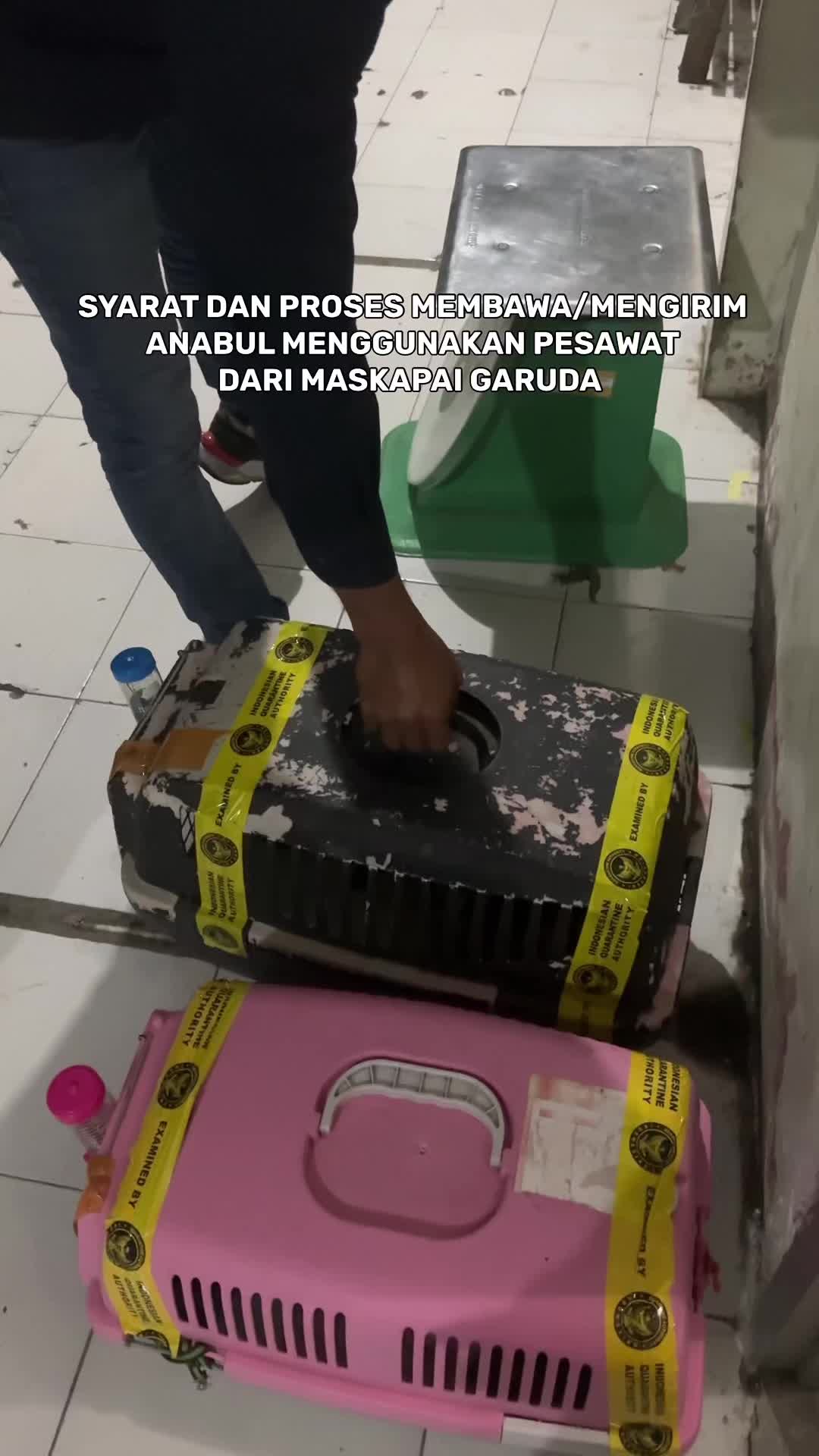 @KucingGBK