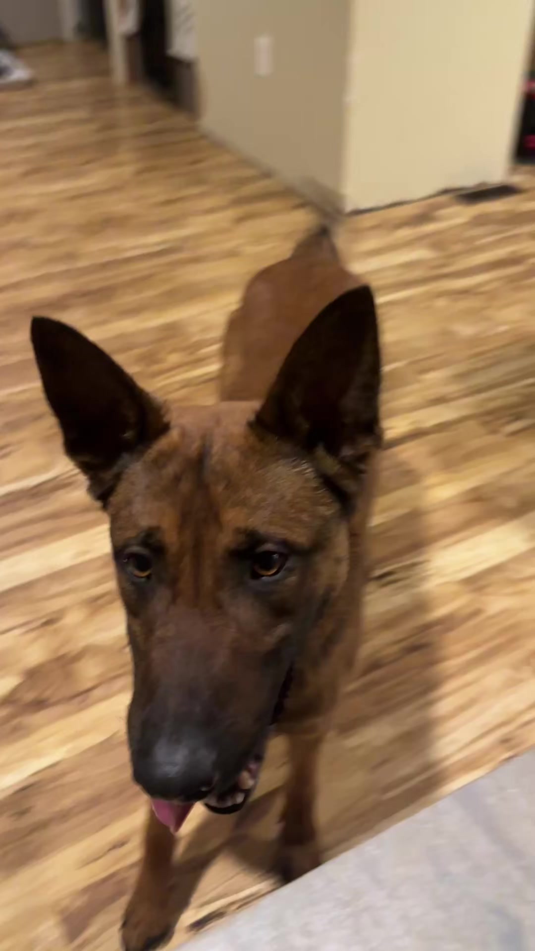 @Aim Canine