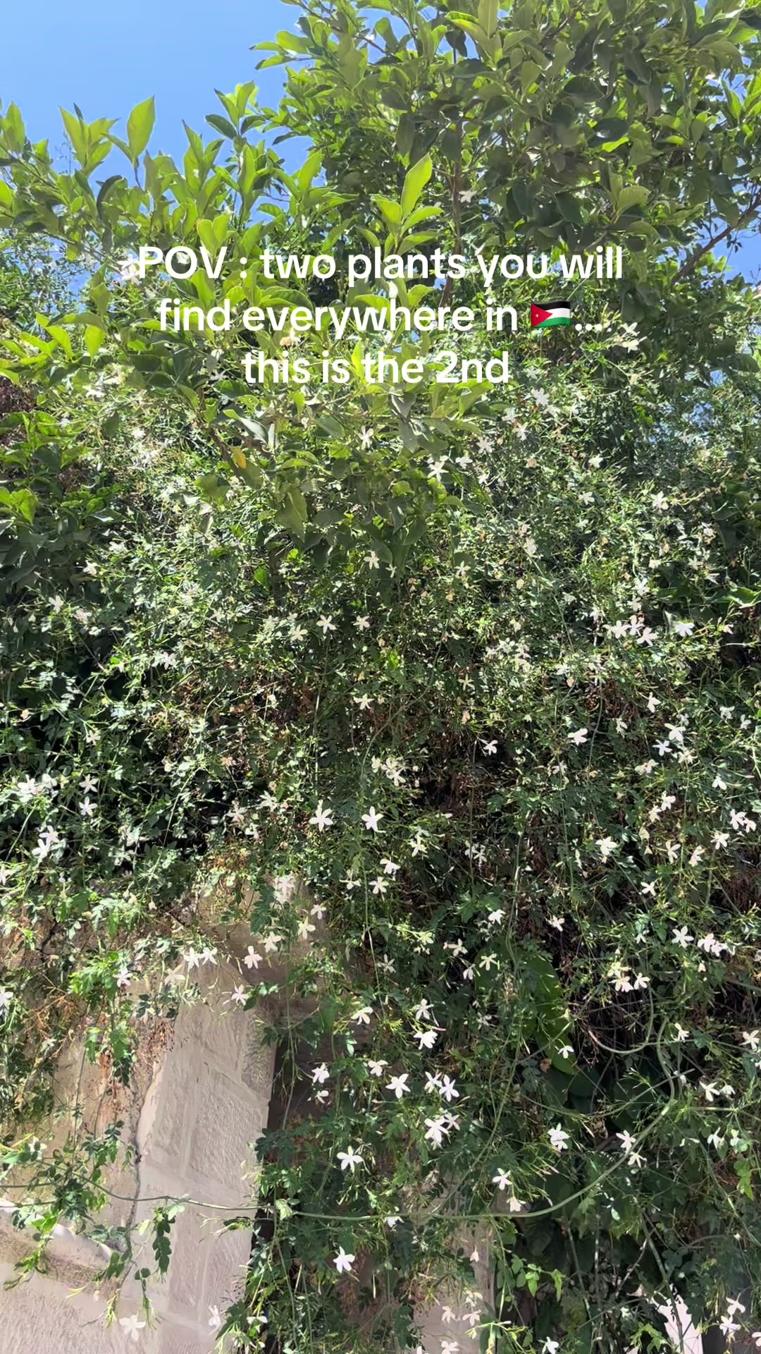 @dailywithayazzz