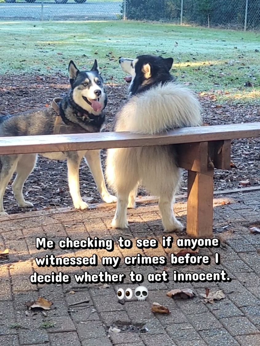 @the Hussey Husky