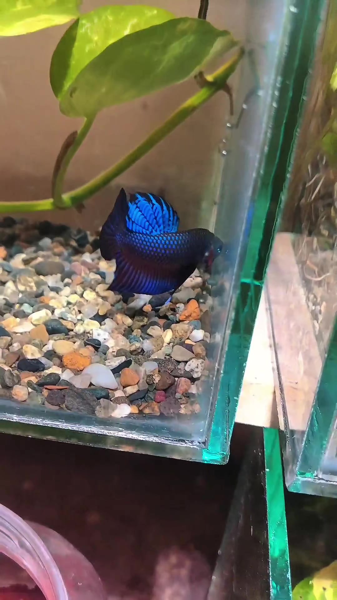 @JRISON.Betta