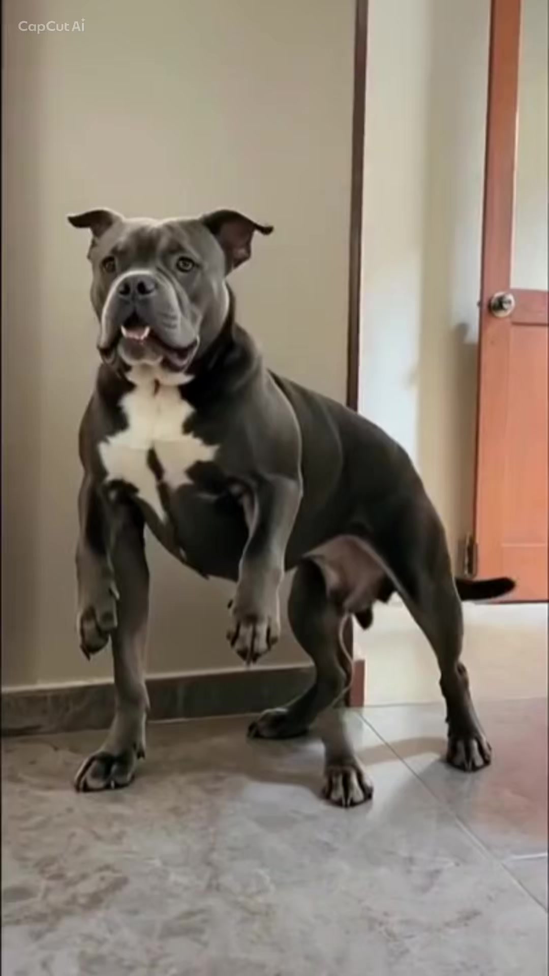 @Sadiytolo 🐶❤️