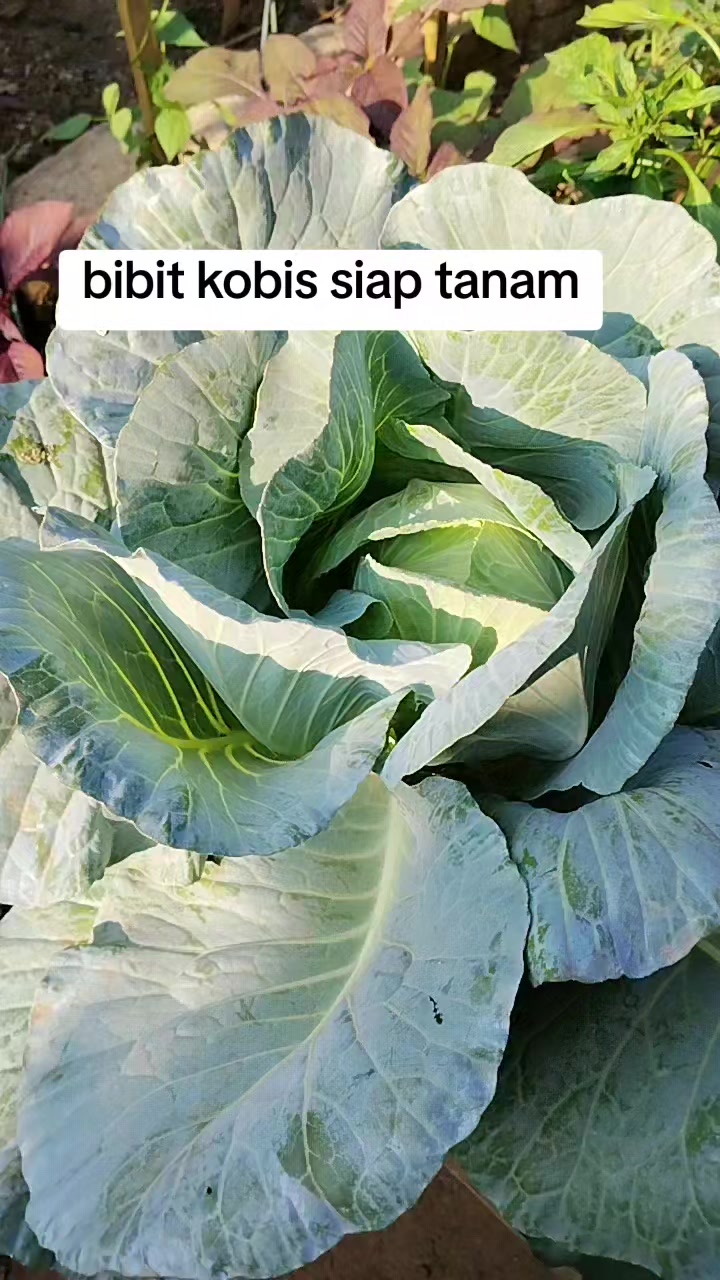 @Rastridd