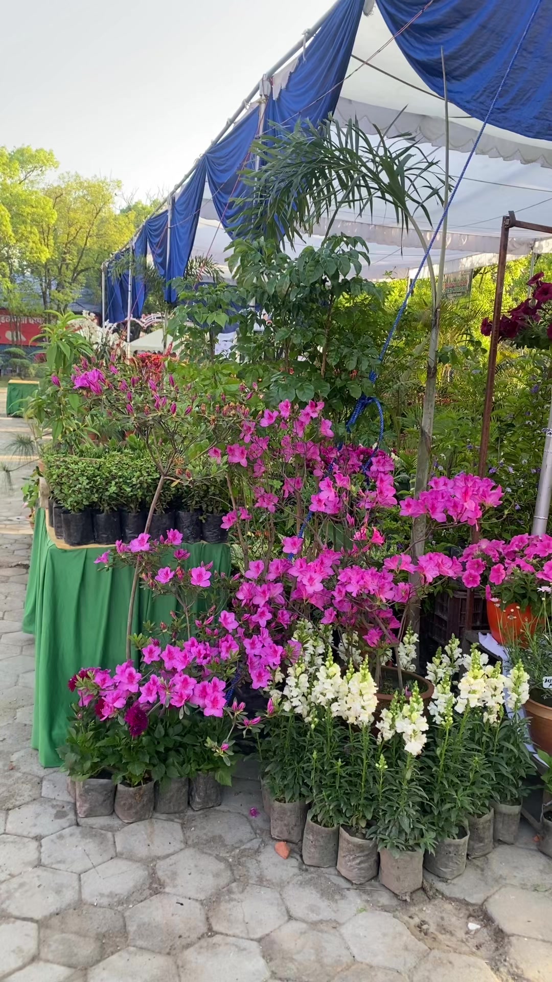 @Hamro Bagaicha
