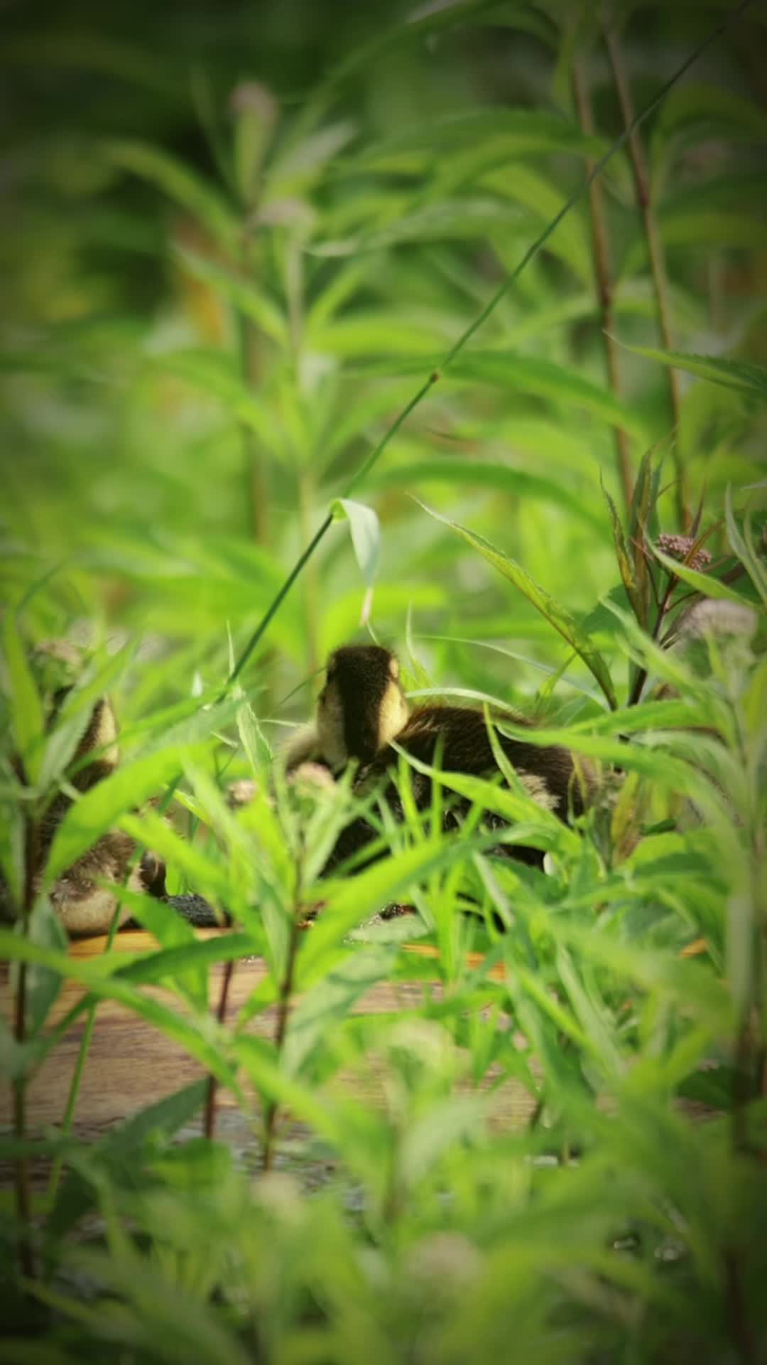 @🦅 SnAvEWild 🦊 🦌 🦆